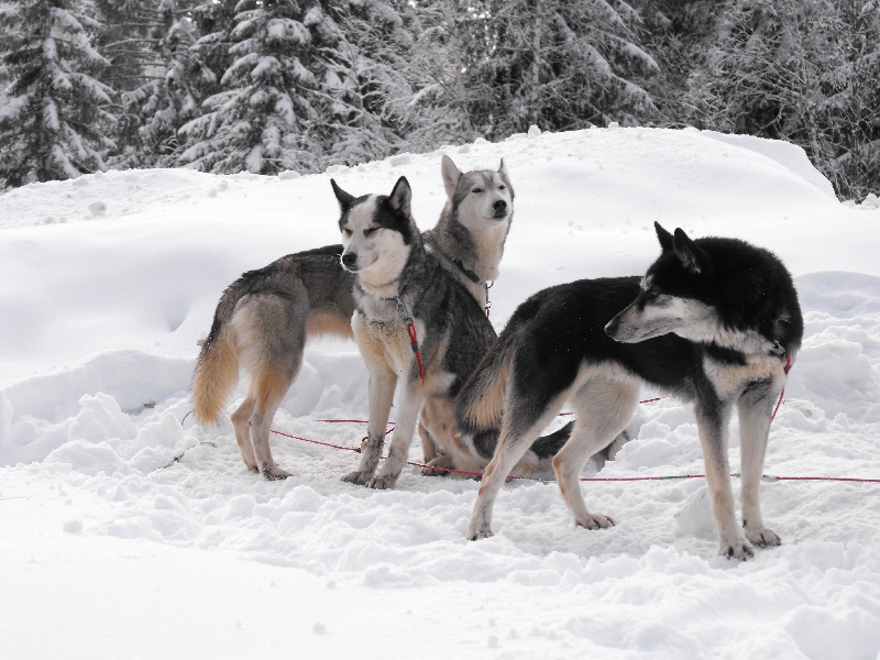 Apache du Fur Rendez Vous